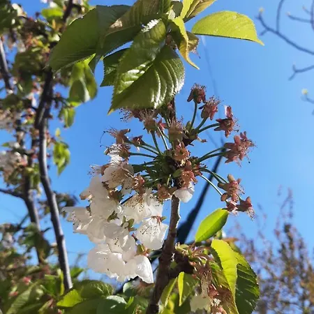 L'antico Ortale 住宿加早餐酒店 卡洛维诺